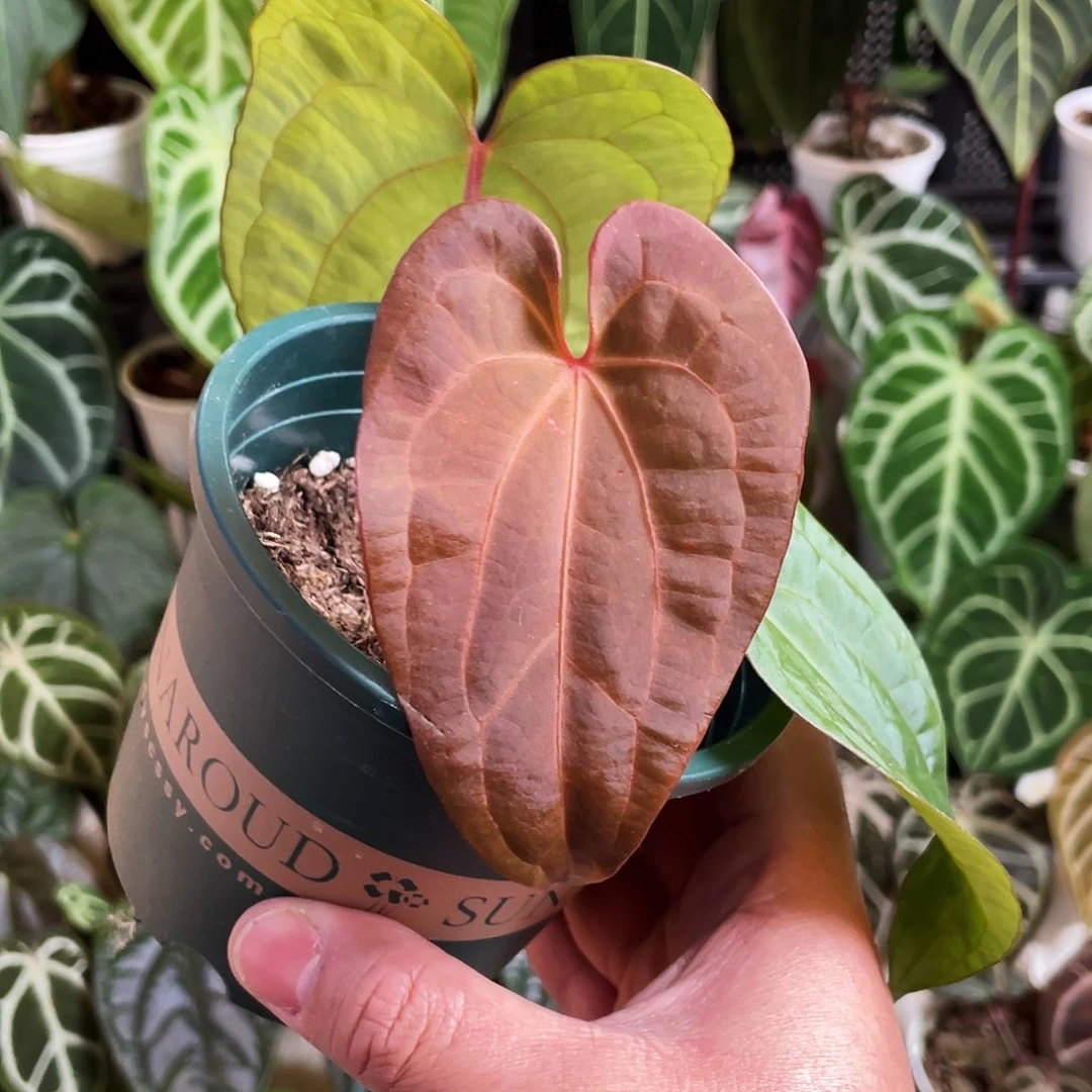 完全开放fs杂红水晶