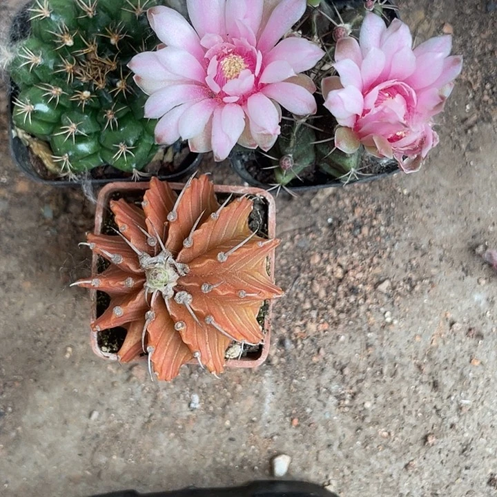 三颗牡丹仙人球开花仙人球