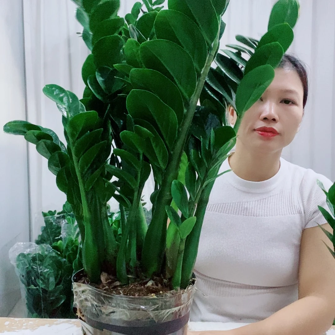 幽***远不开花植物21规格圆叶