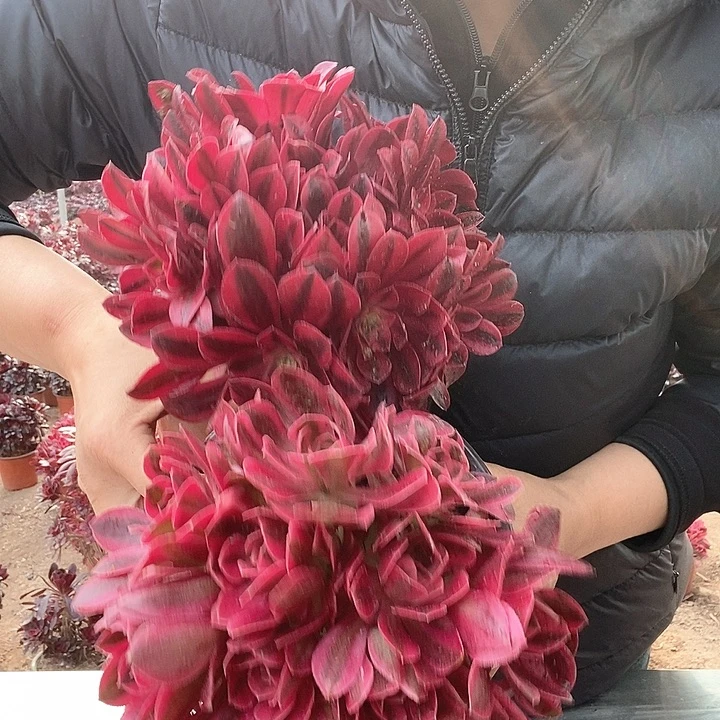 粉女巫美杜莎法师12.8