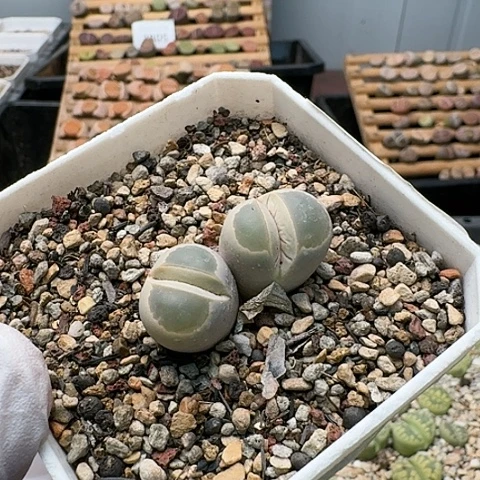 3739，绿橄榄净窗双头带盆