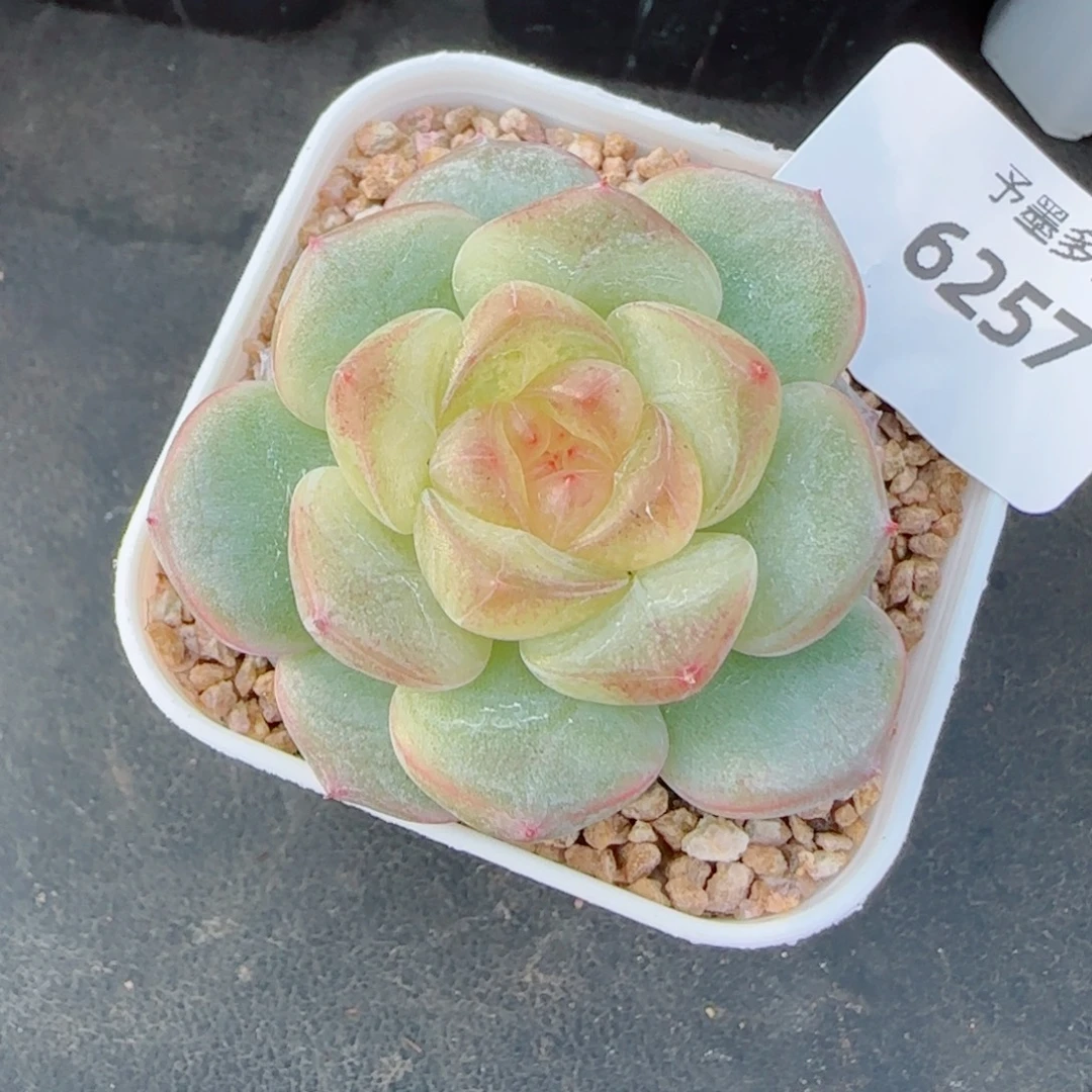 孤品珍妮，6257多肉植物