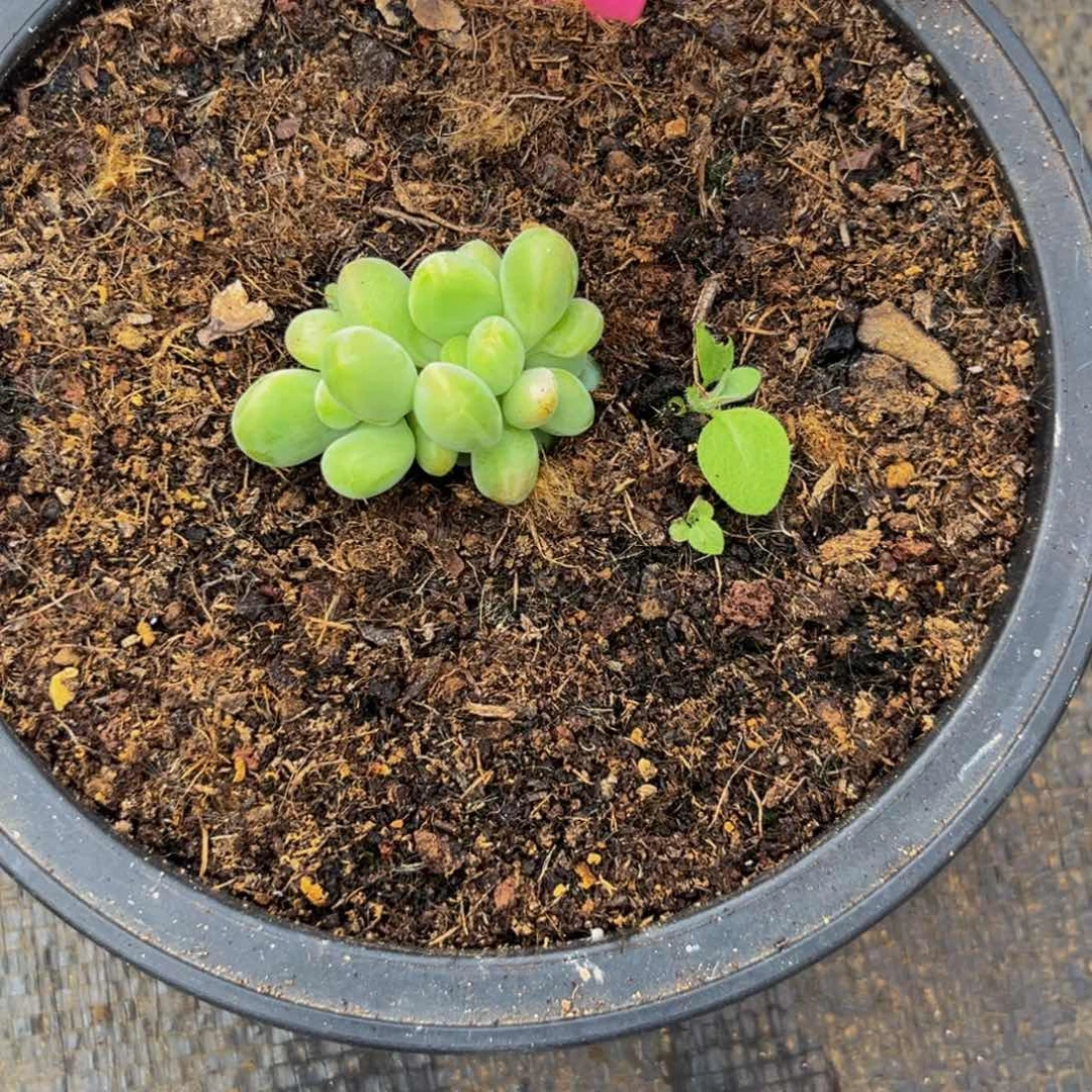 潇***族7526下午多肉植物群生