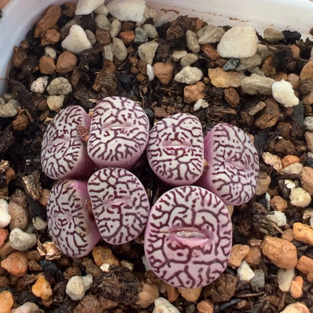 猴脸墨群多肉植物百科