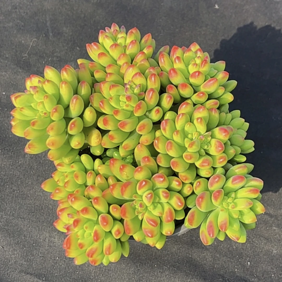 春萌万花筒3单包邮带盆土发