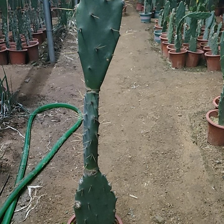 黄大刺仙人掌三节