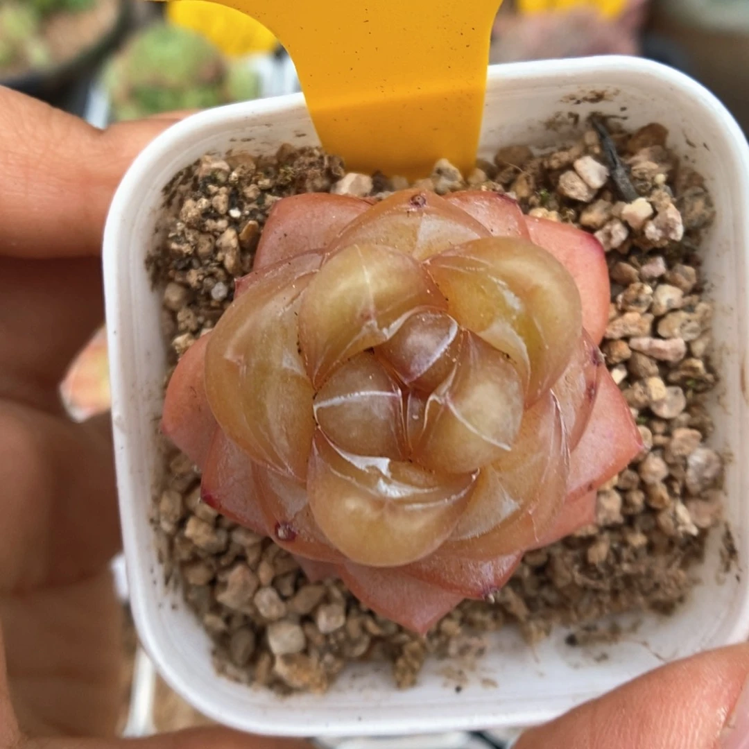 钻心珍妮可拍875号