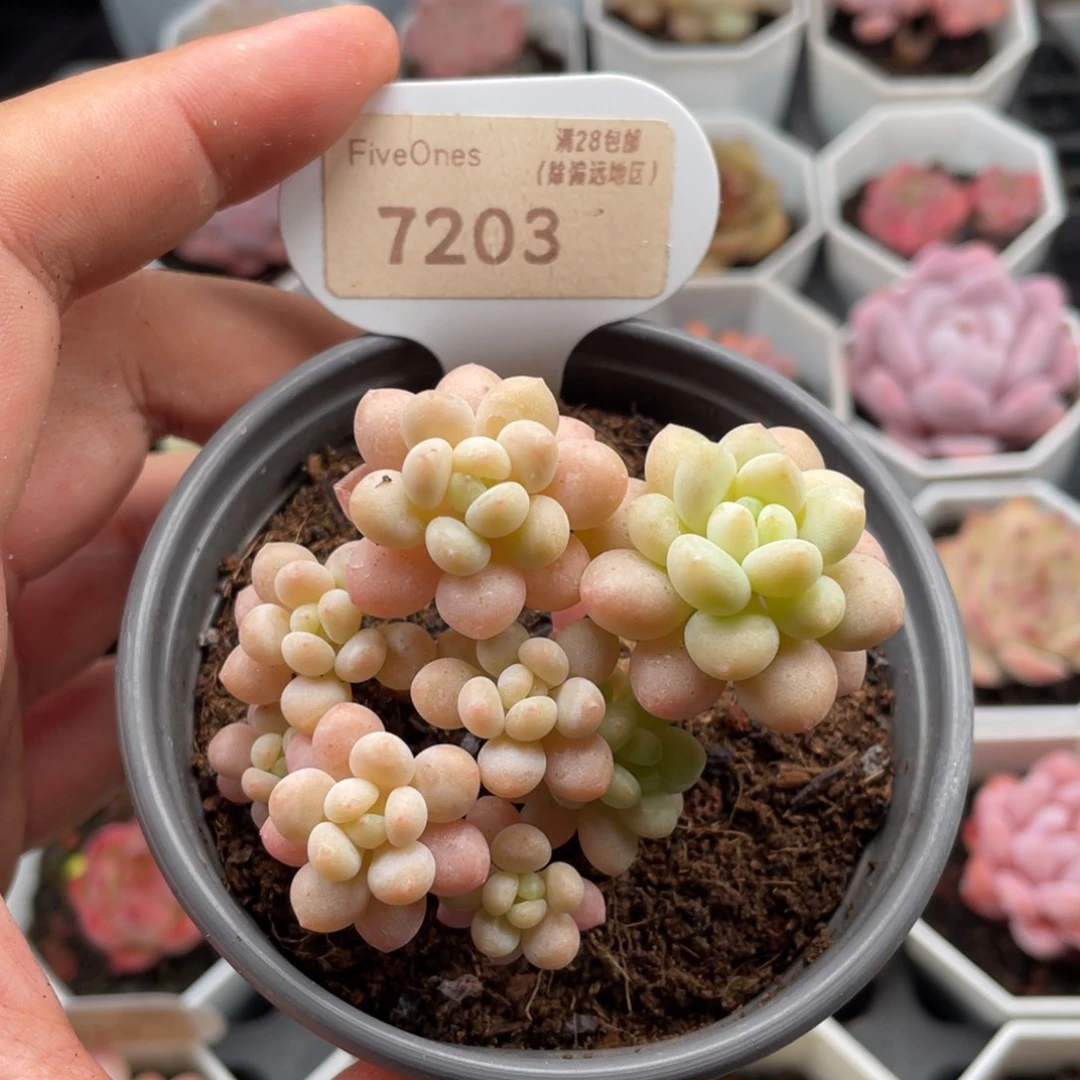 鱼子酱7203-6.5厘米