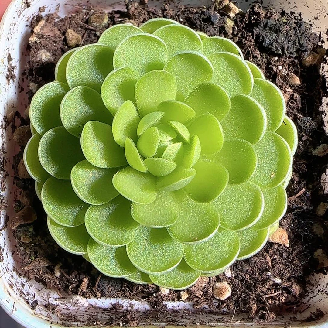 多肉1124-04捕虫堇