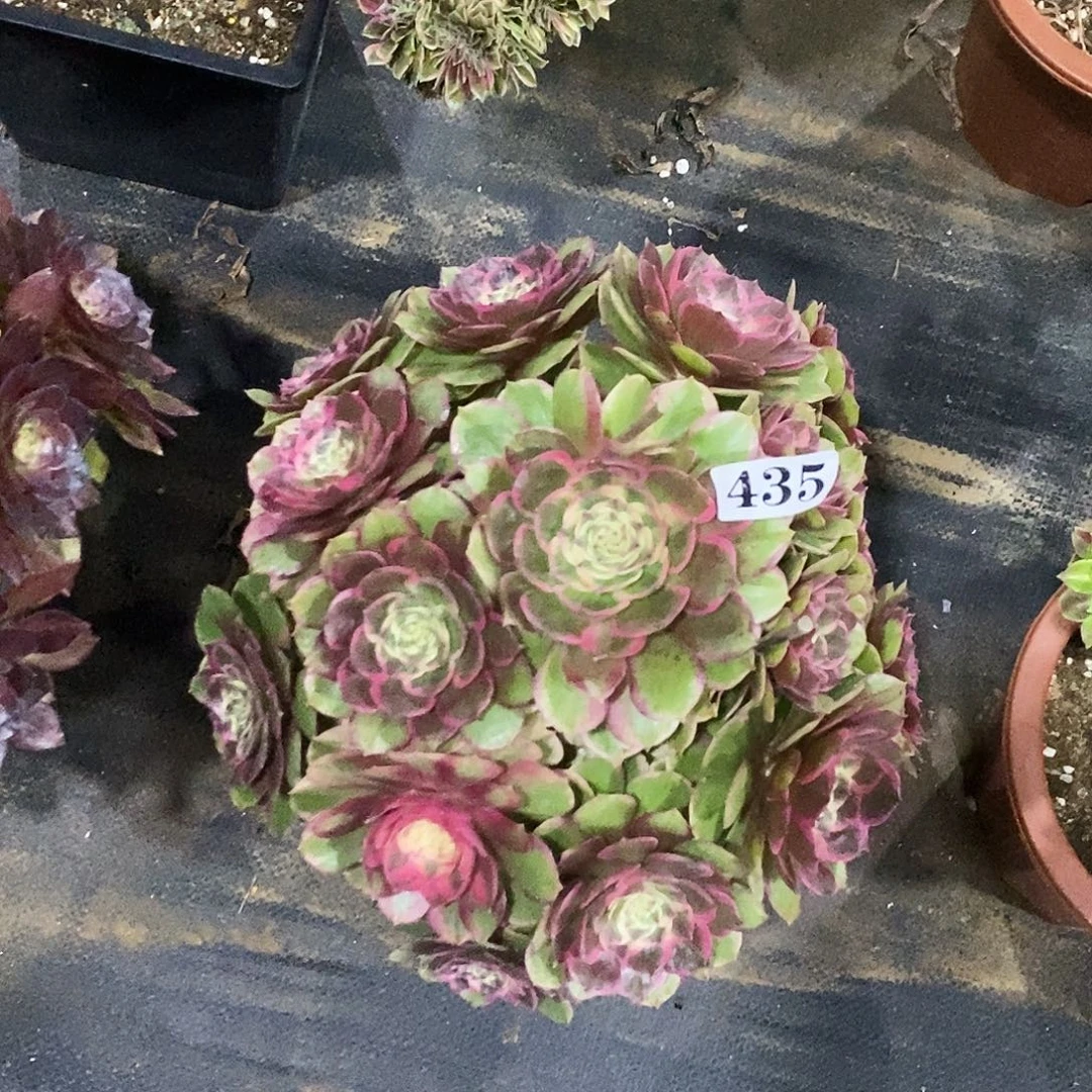 435粉花妖冠服28公分