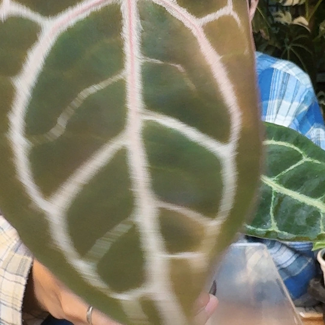 完全开放U21zara杂小钻石