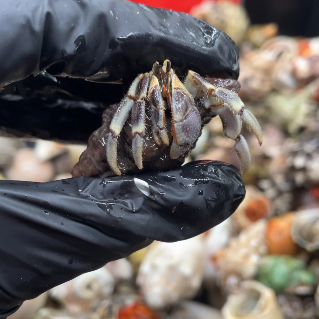 不退不换谢谢支持33