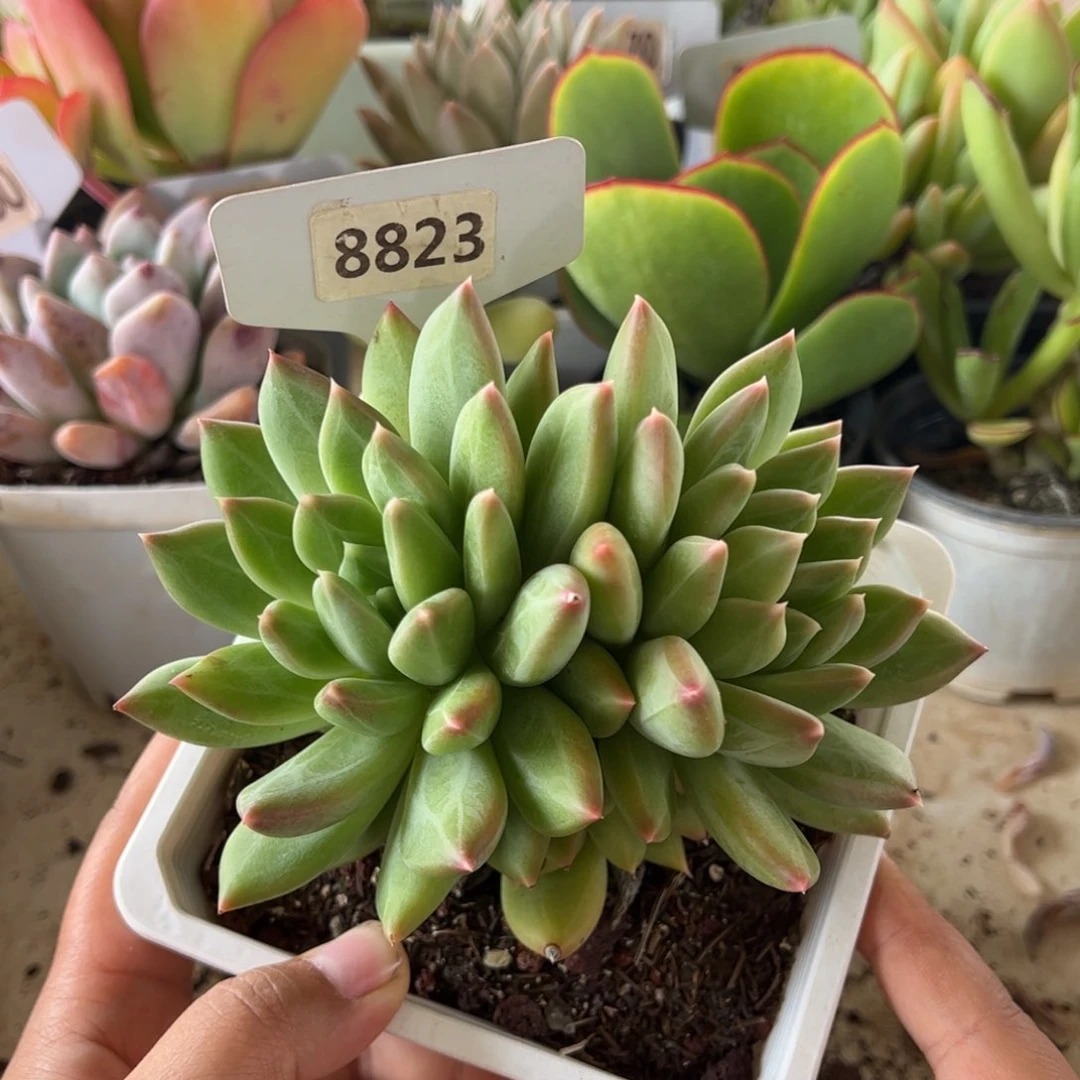 【闪购商品】8823。 玻璃糖。  11111111