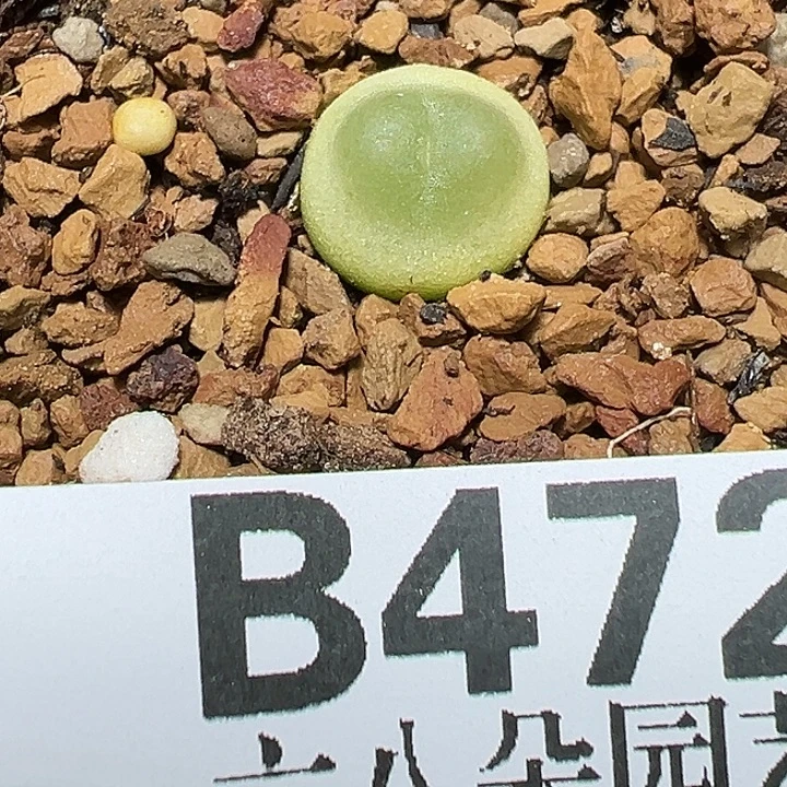 472号拉登多肉植物