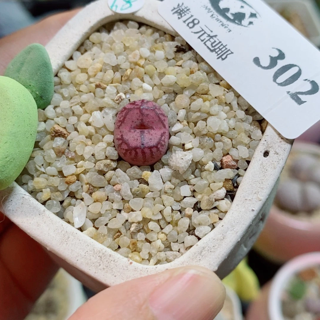 生石花花花花开了302
