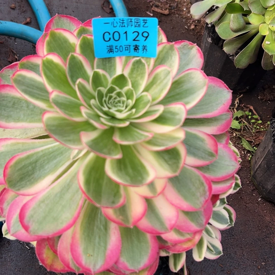 多肉植物0129孔雀翎