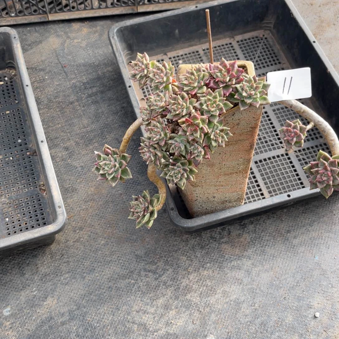 ?**?0011红宝石多肉植物