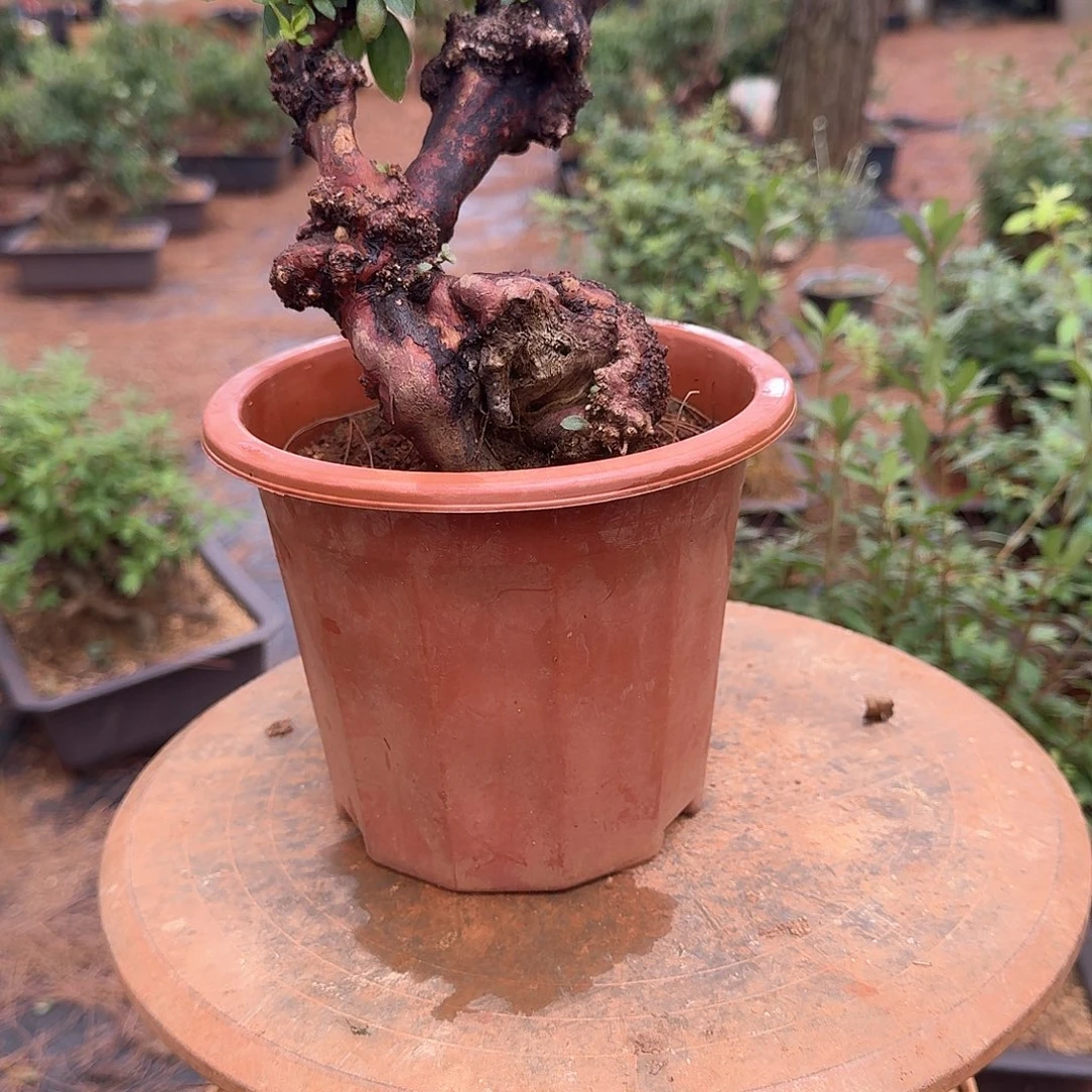 无花朵映山红小老桩