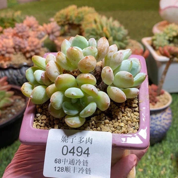 0494 不满68请拍冷链
