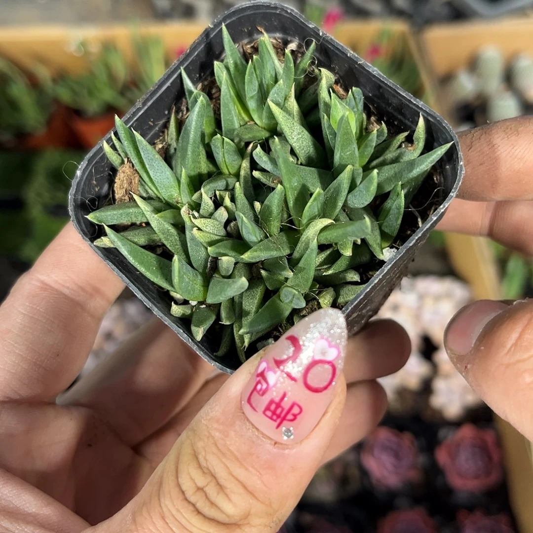 黄花照波群生有根发货有根