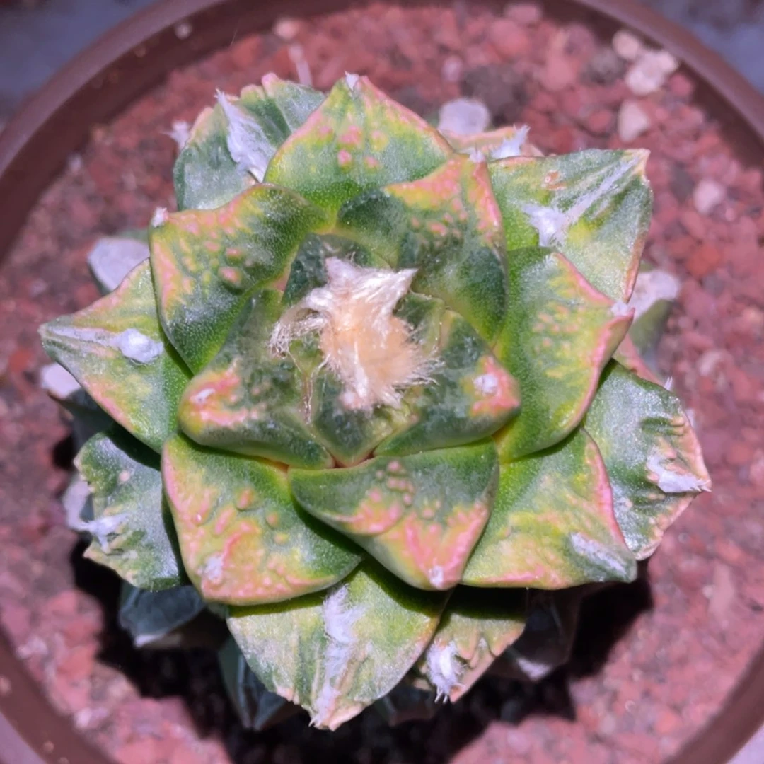 岩牡丹锦 仙人球开花