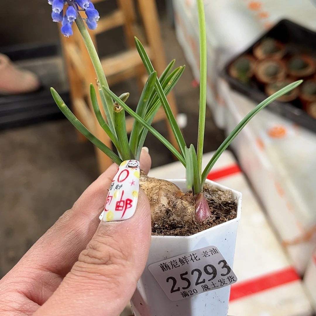 爱**宝25293一物一拍单头