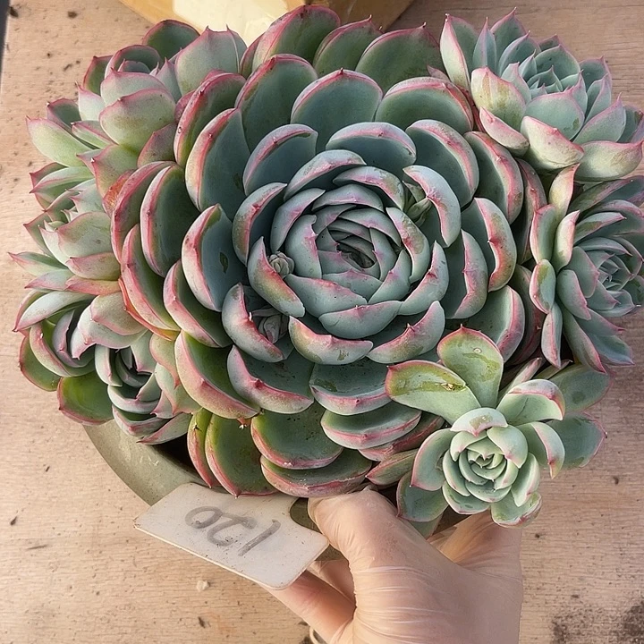 两单包邮，一物一拍侧影120