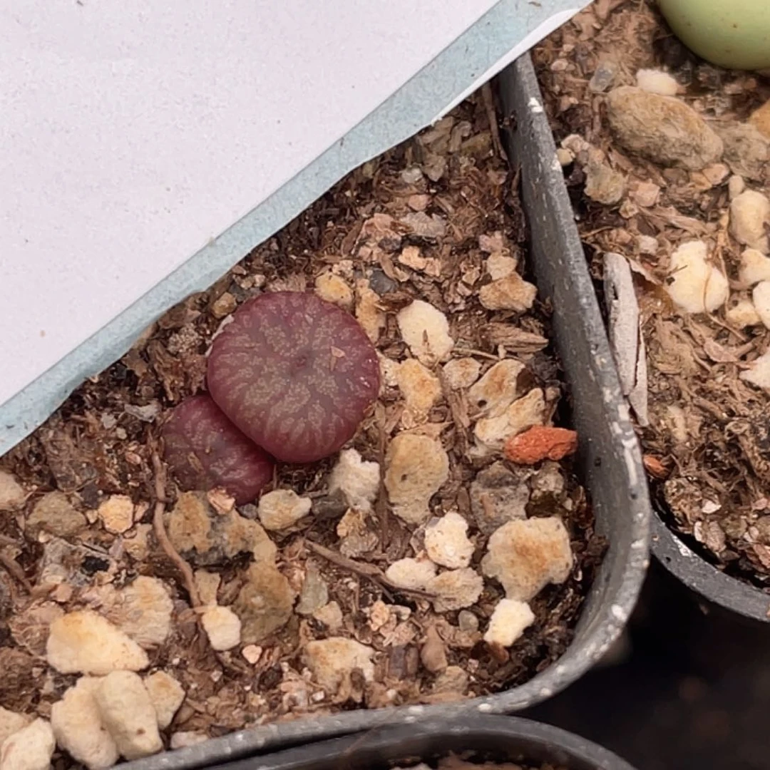 22-129送奶杂多肉植物