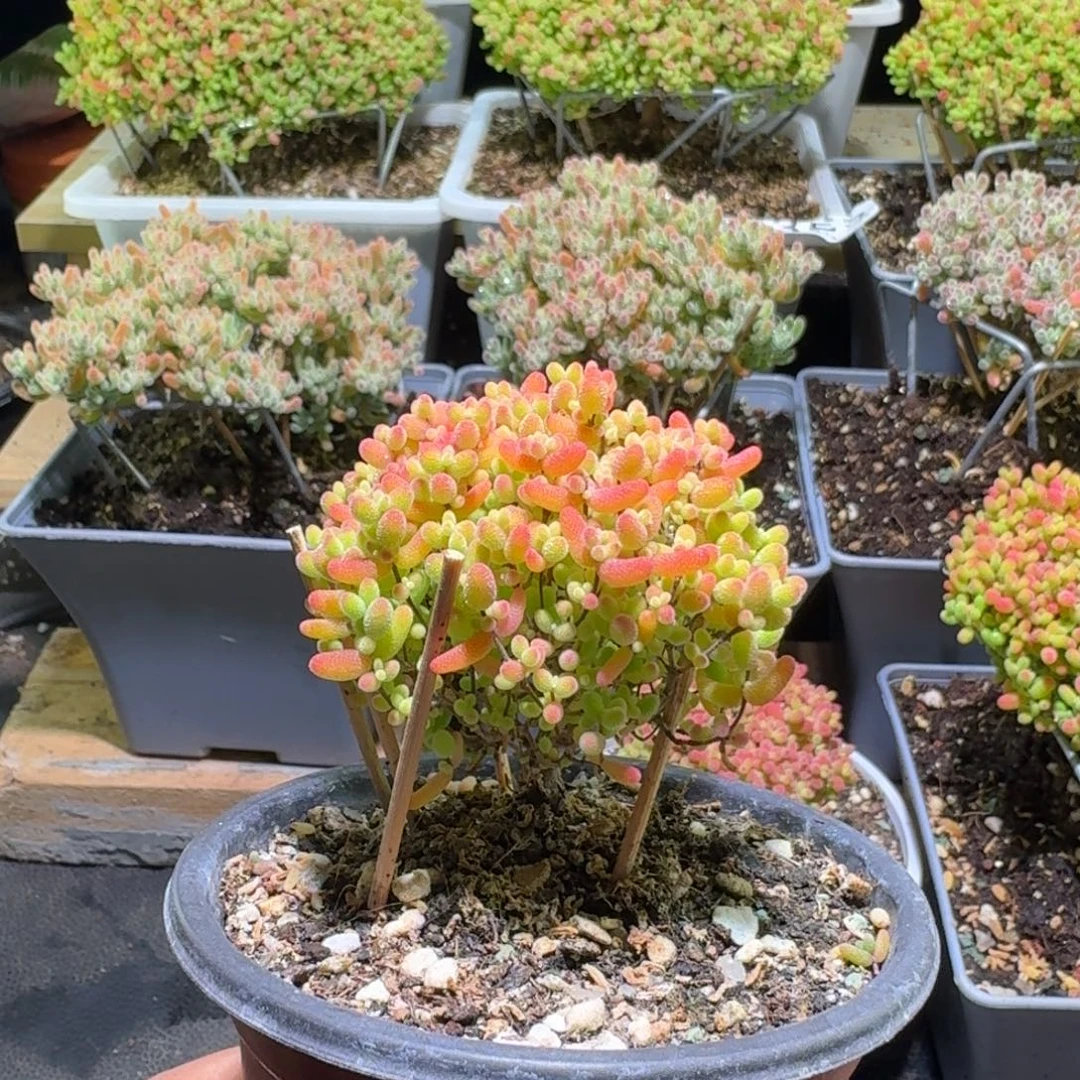 枝干番杏蜜橘糖球355