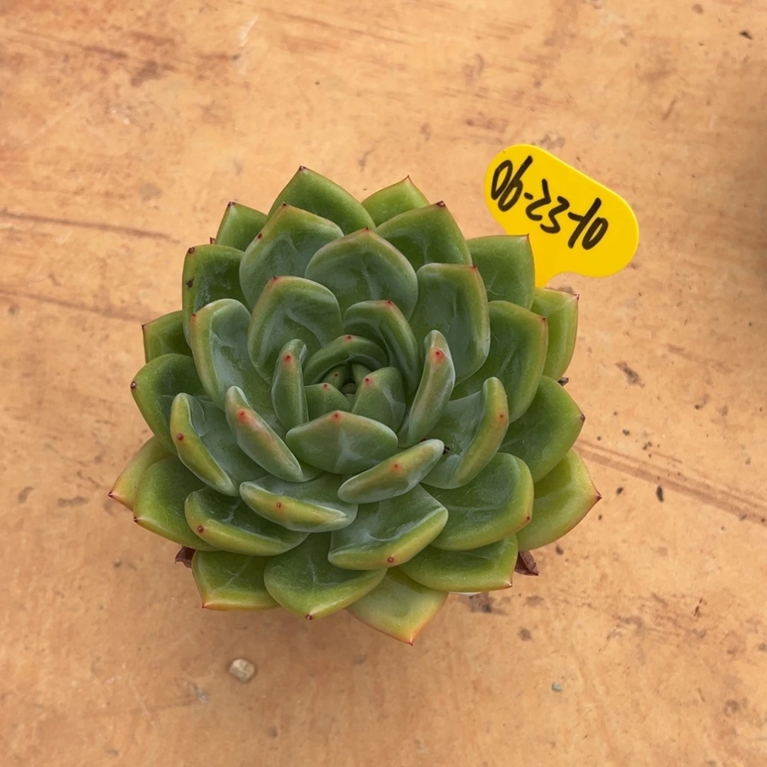 06-23-10彩虹龙多肉植物