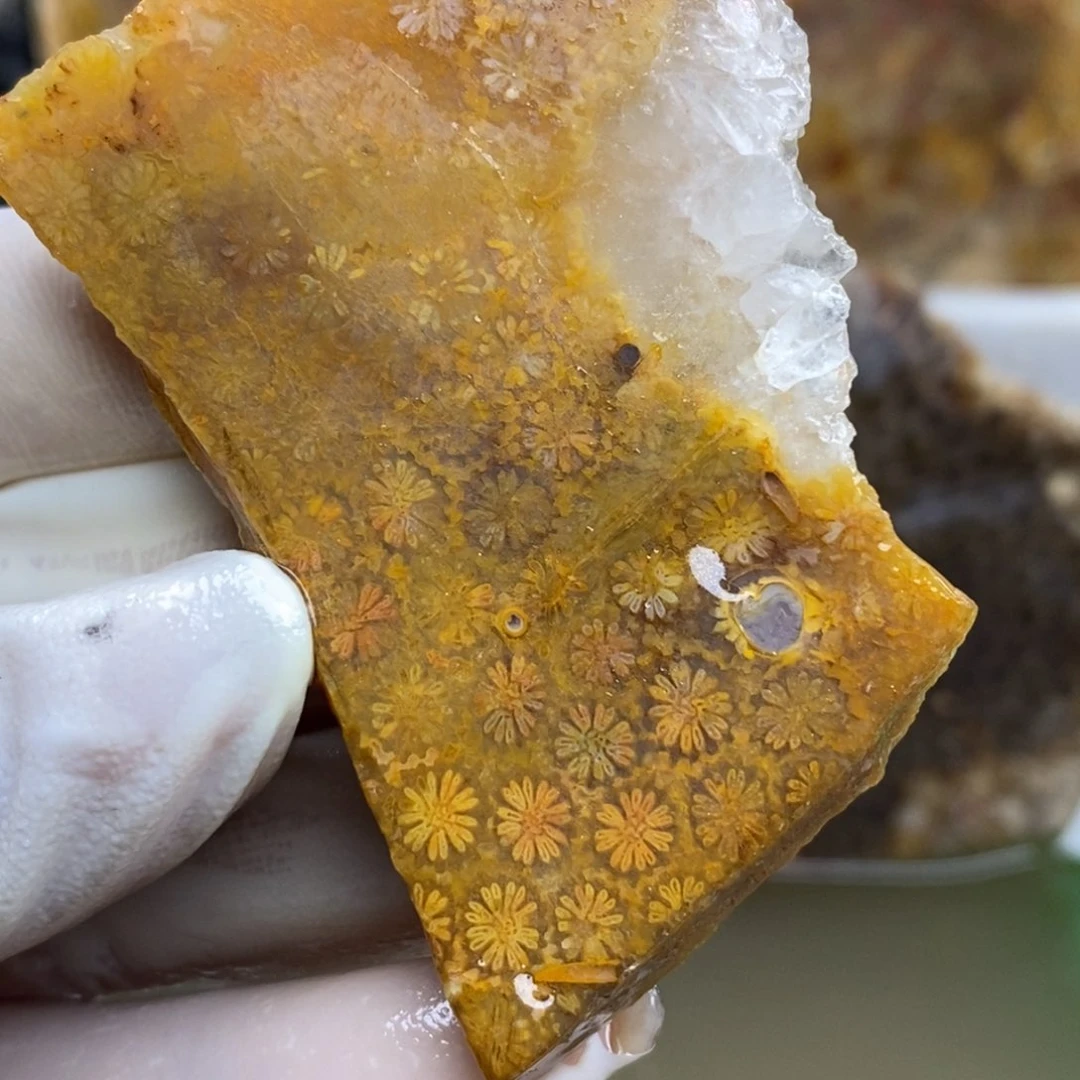 【闪购商品】硅化玉珊瑚玉未镶嵌
