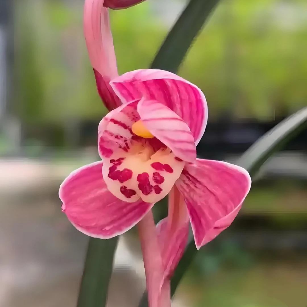 建兰【红草红荷】好养易活室内盆栽绿植花卉