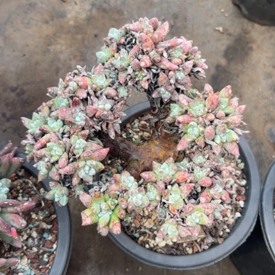 用****6谢谢姐姐～一物一拍003