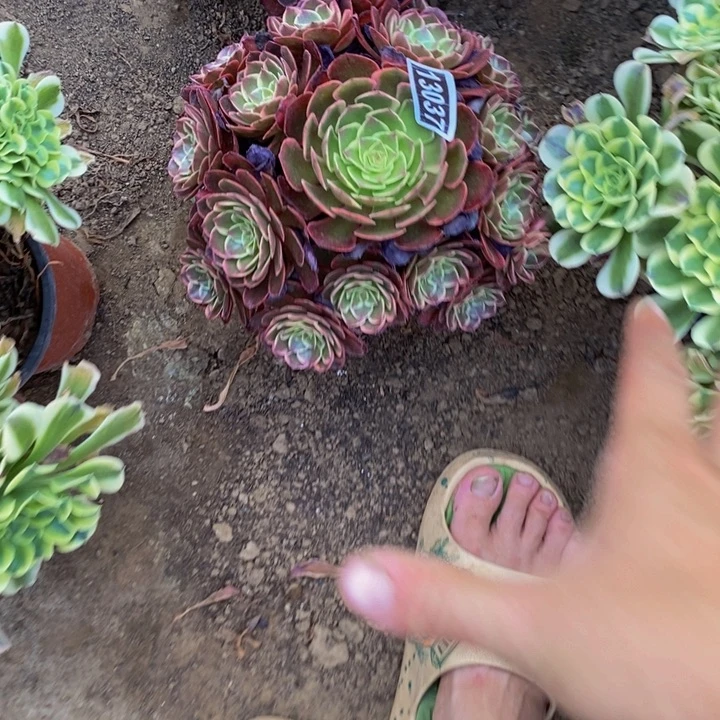 13037号粉花妖法师