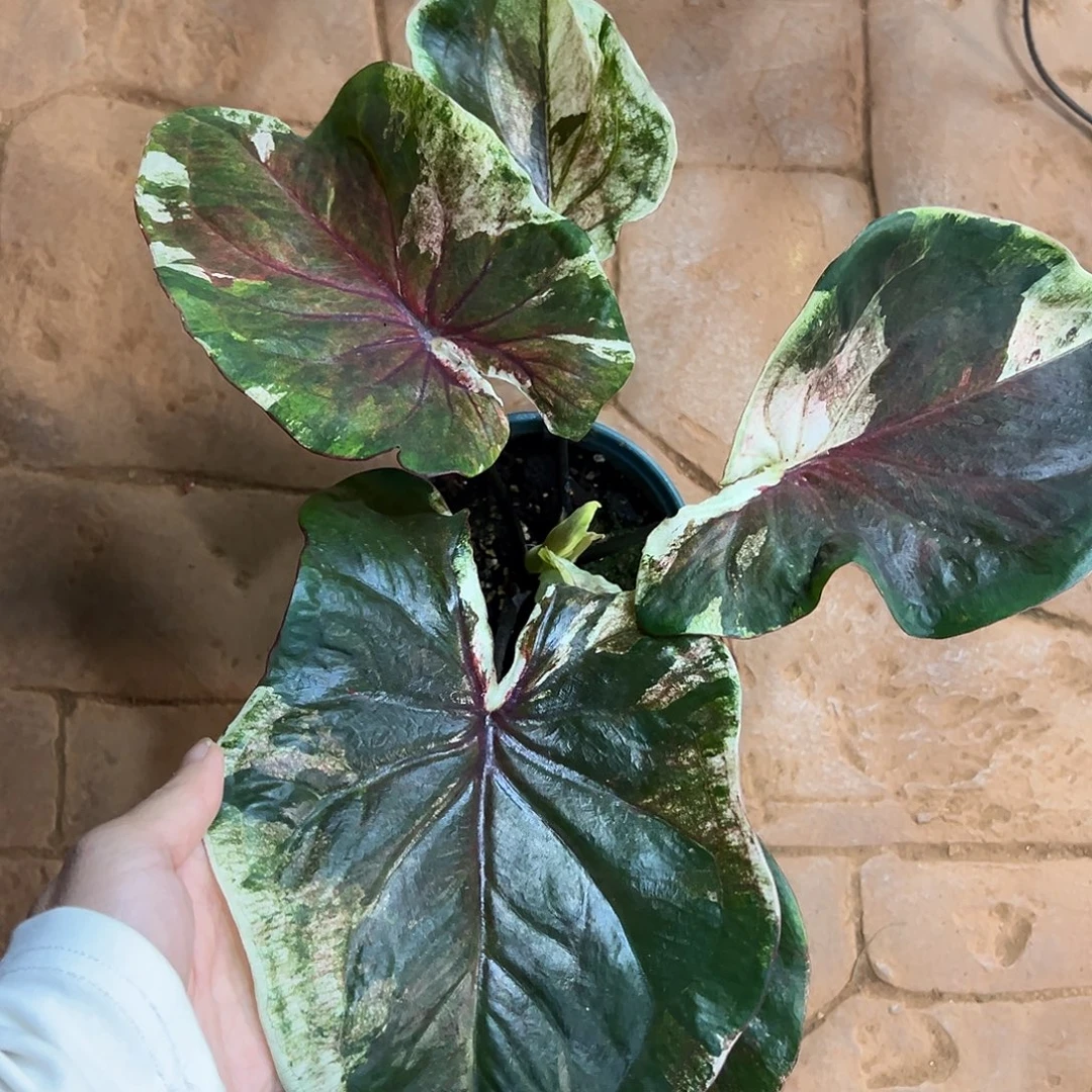 无花朵大球泰彩个体53