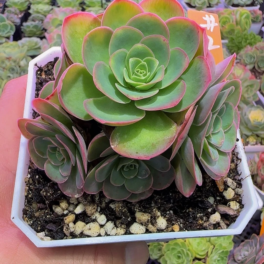 戚祤 非偏远包邮玻璃心慎拍