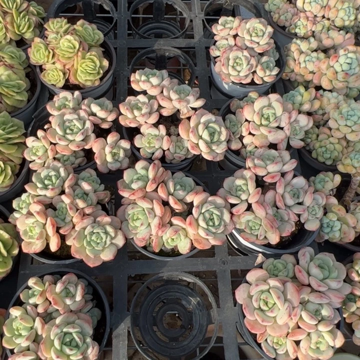 新疆包邮 香草比斯