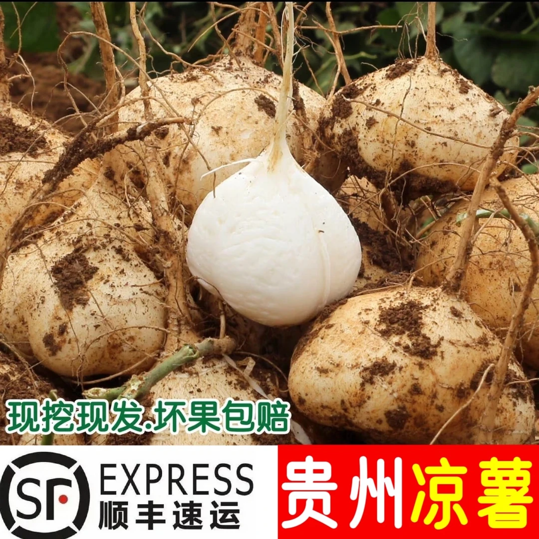 【顺丰包邮】贵州地萝卜凉薯地瓜新鲜地萝卜采摘土瓜山地豆薯沙葛
