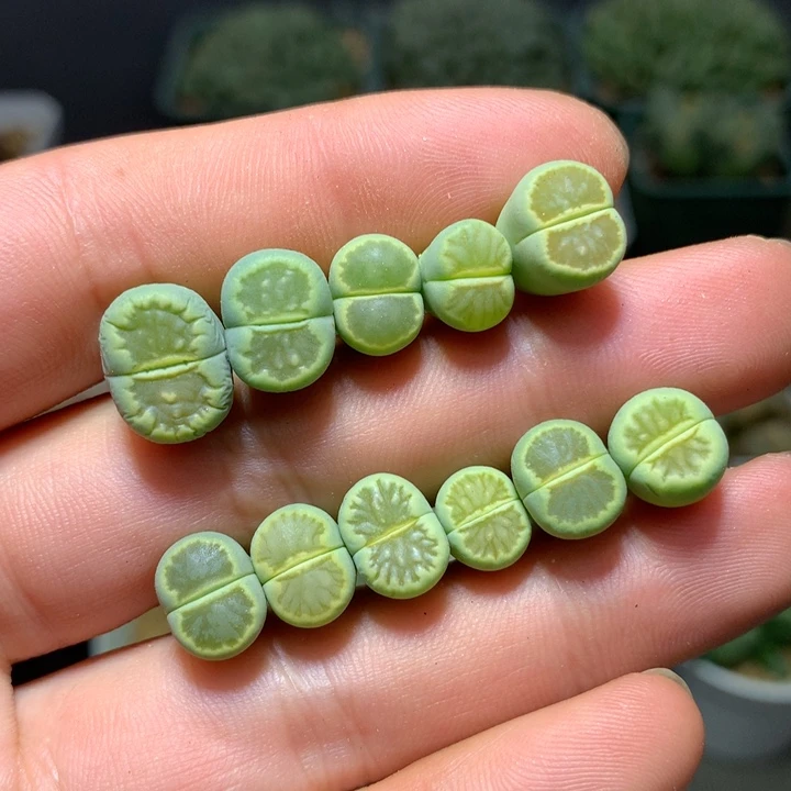 精品多肉植物福利绿菊