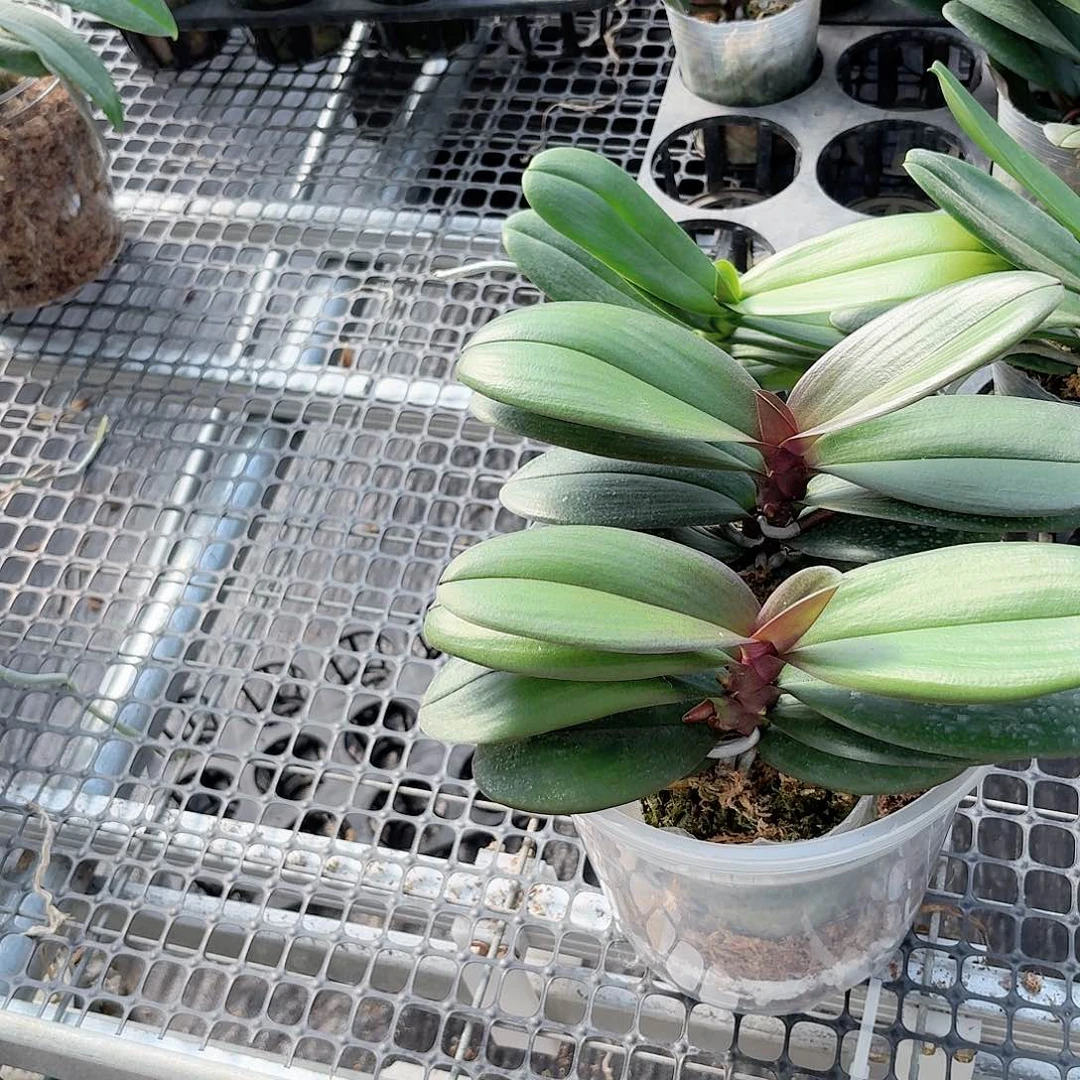 文***w无花朵小叶安娜2颗一物一拍