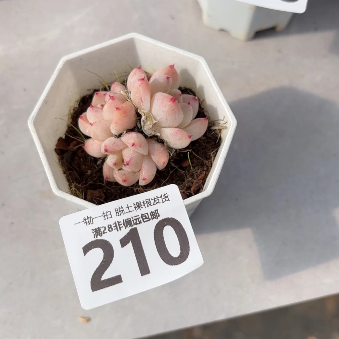 如梦令无盆土发货