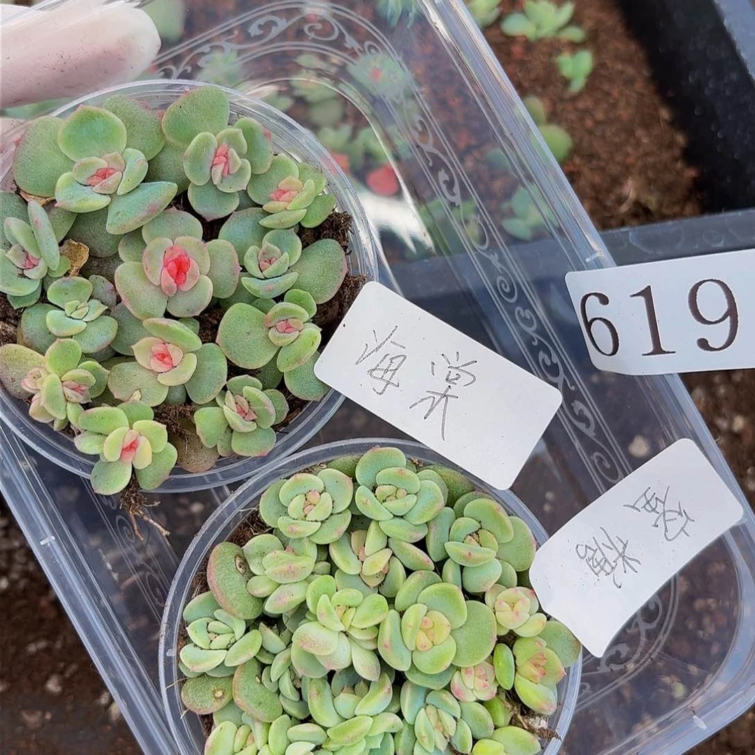 淘****0多肉植物多肉植物619