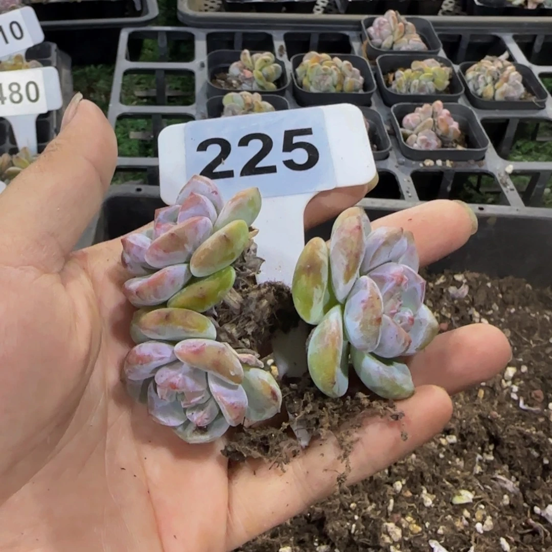 嗯***～225 号一物一拍特价福利