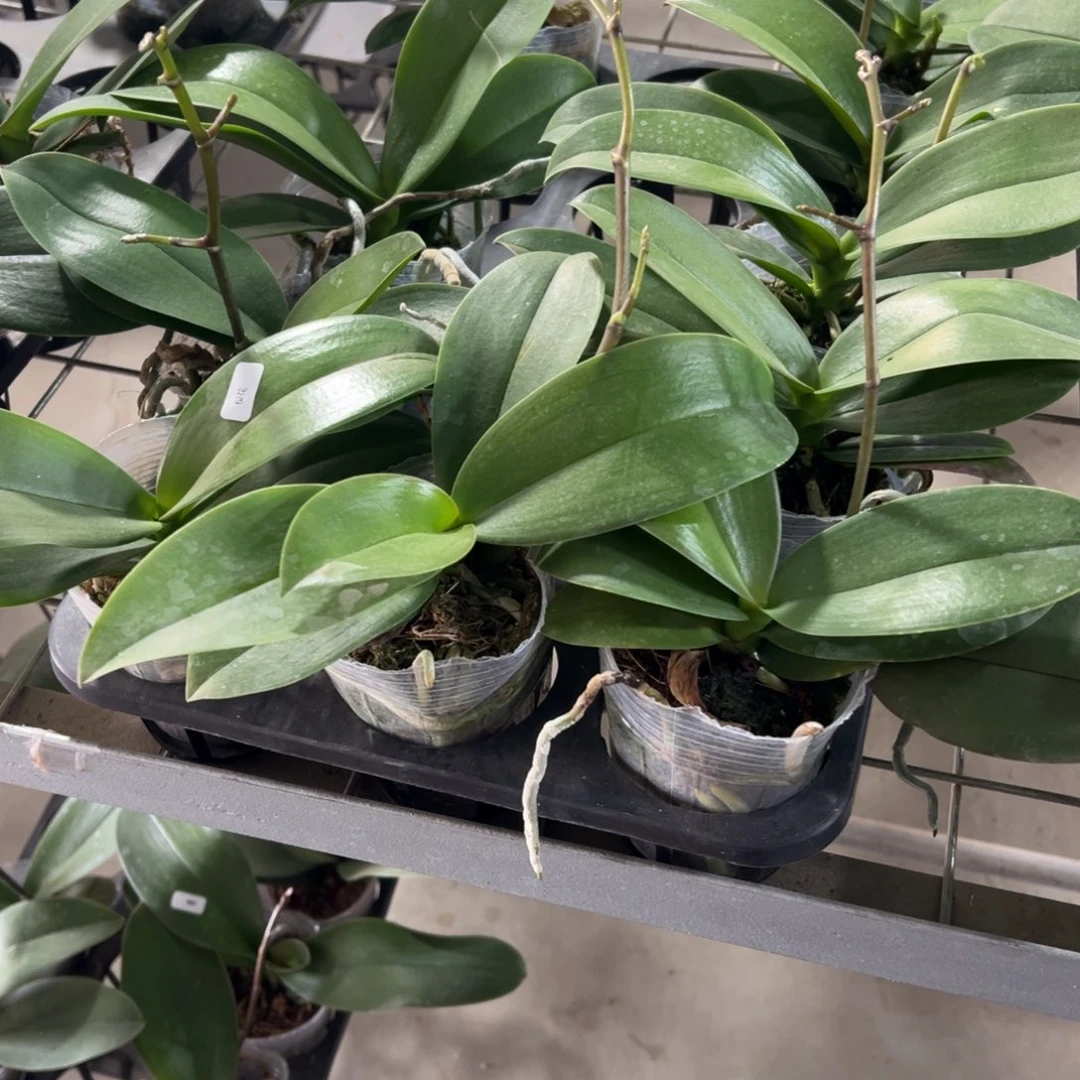 当前无花栽培后可以开花处理破损苗樱花带剑，凑单