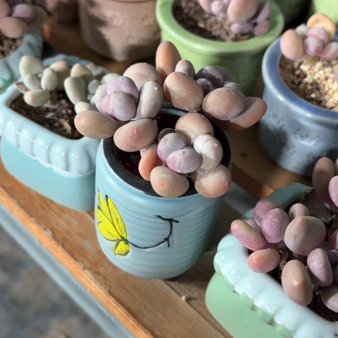 彩虹奶多肉蓝色1