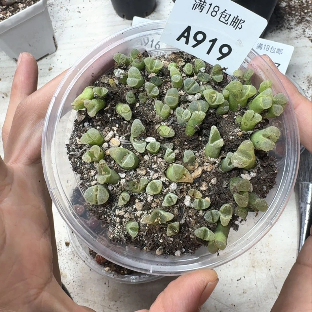 A919。冰风铃一盒