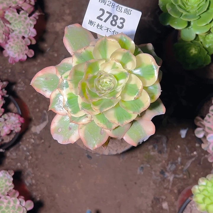 2783燕姿多肉植物保护
