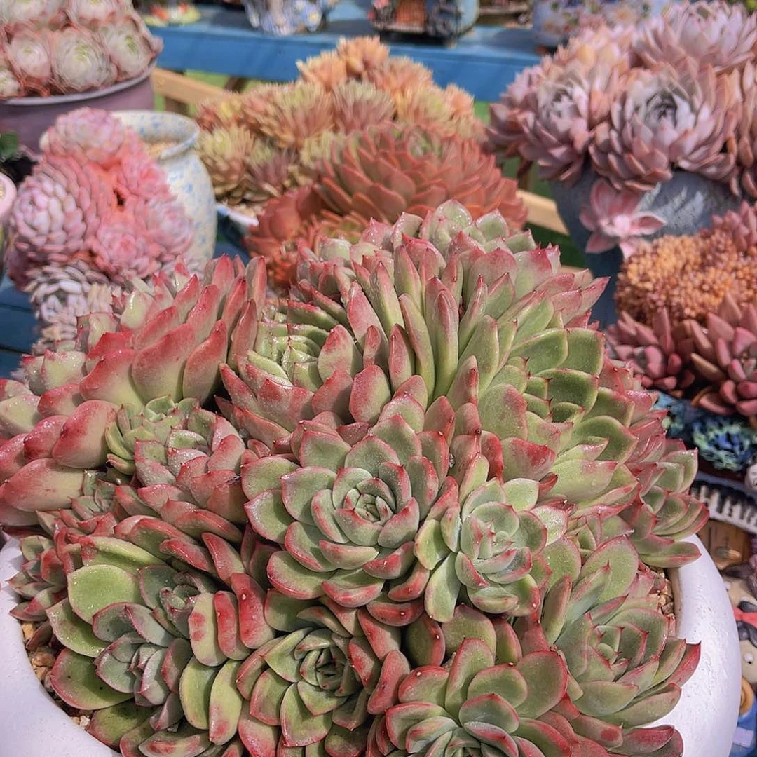 ?*然多肉安妮不带盆安然