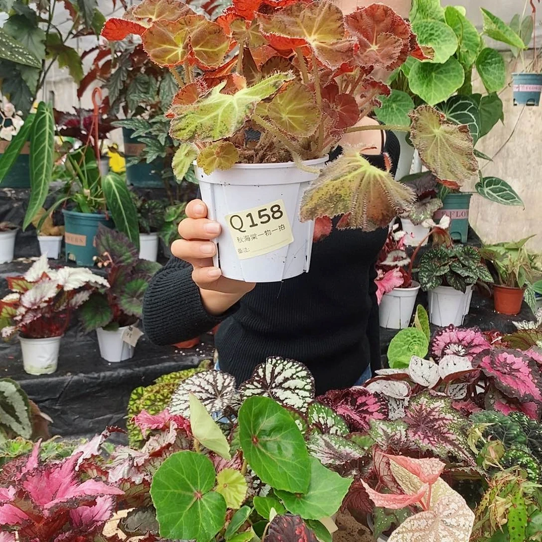 不开花植物糊***U秋海棠158