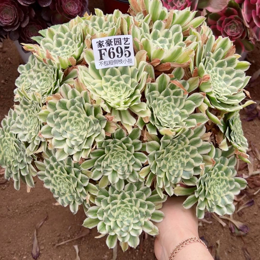 695碧浪尺寸35左右